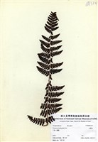 藏品(柄囊蕨)的圖片